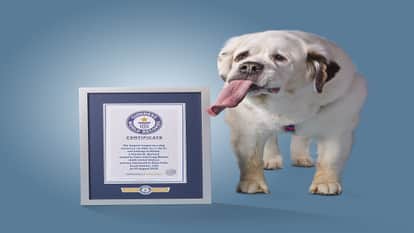 Mochi Breaks The World Record For Longest Dog Tongue