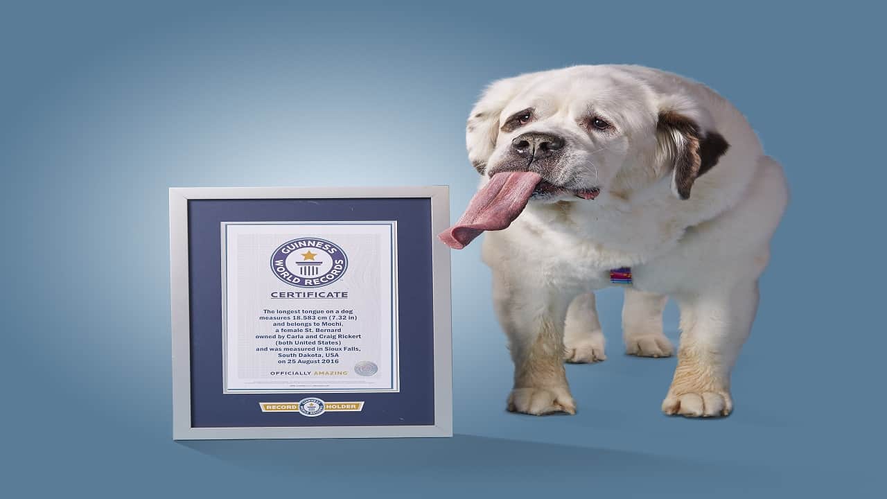 कुत्ता रिकॉर्ड