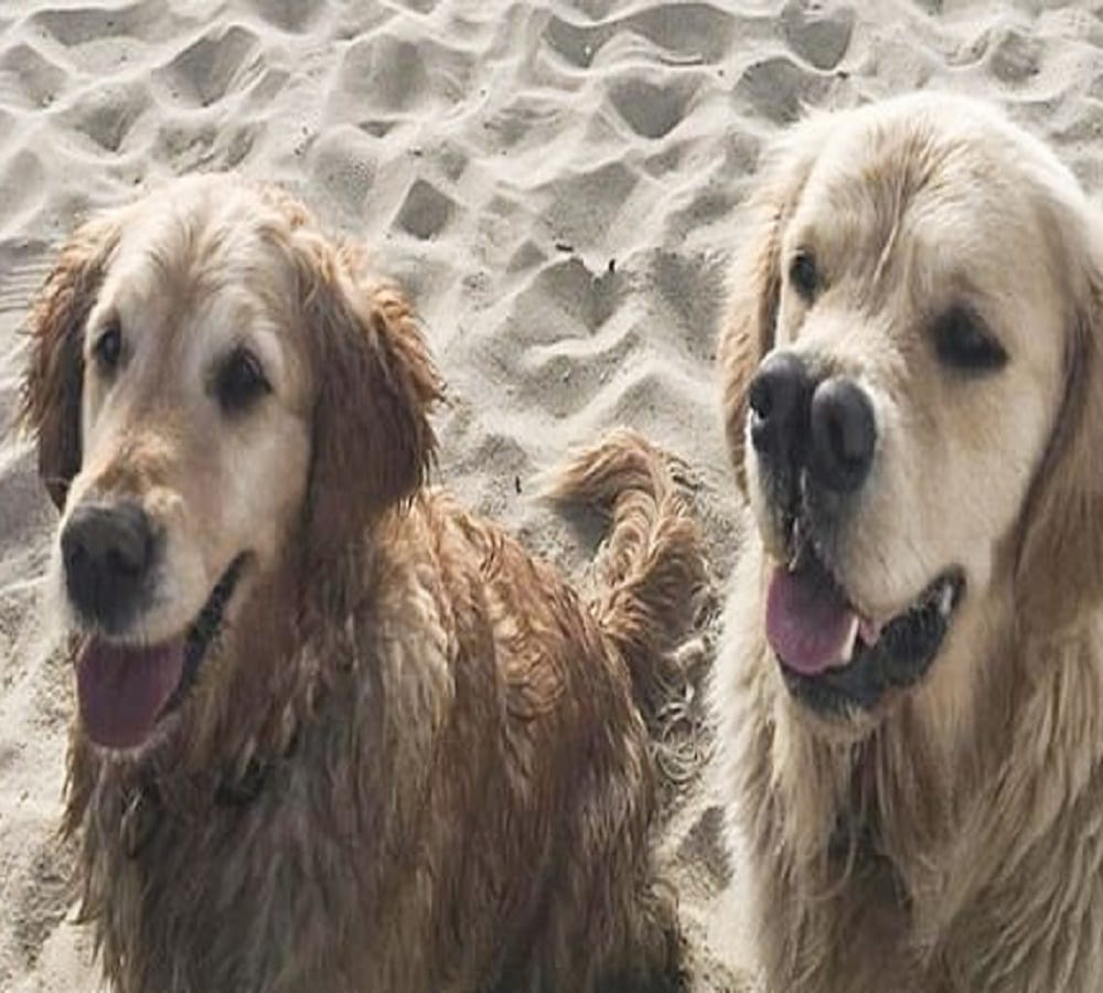 this golden retriever dog has two noses see the unusual pics