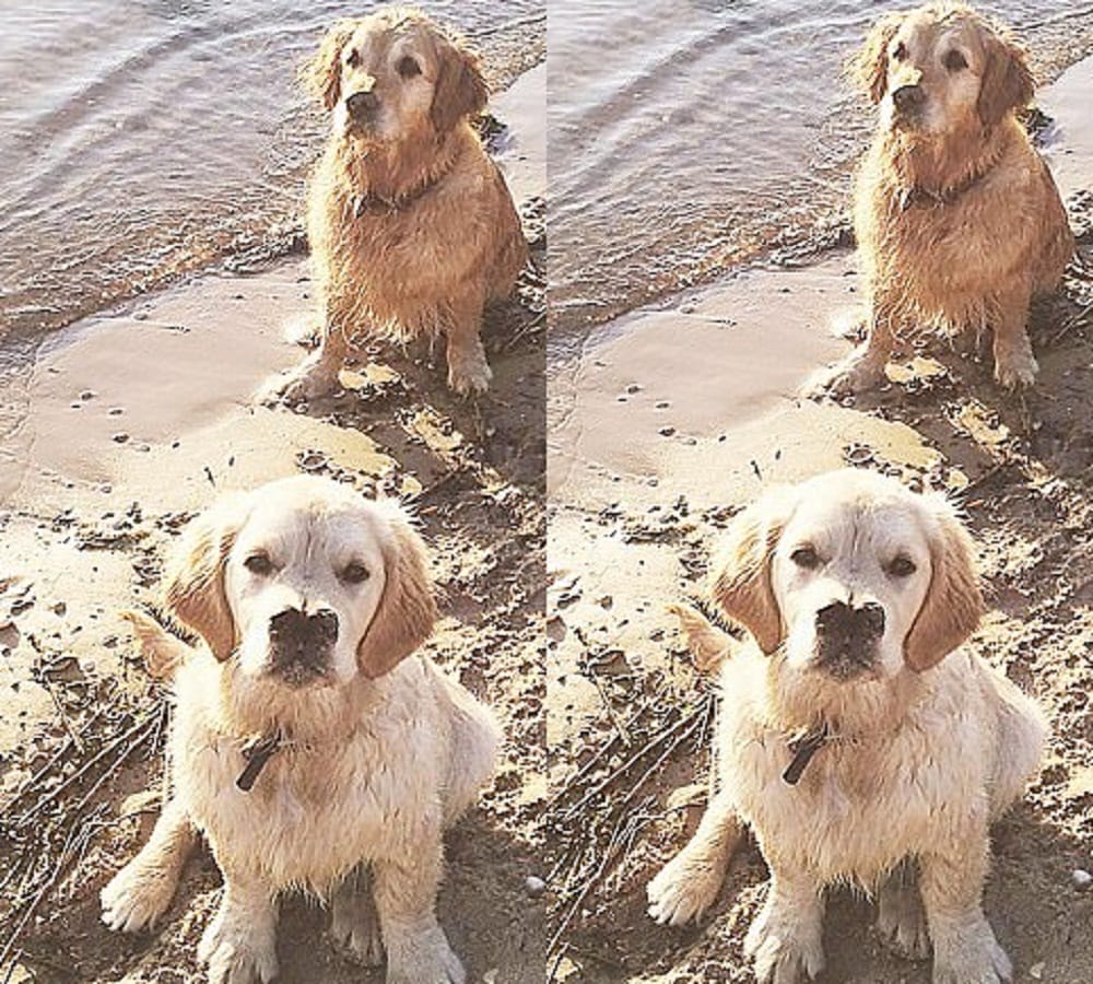 this golden retriever dog has two noses see the unusual pics