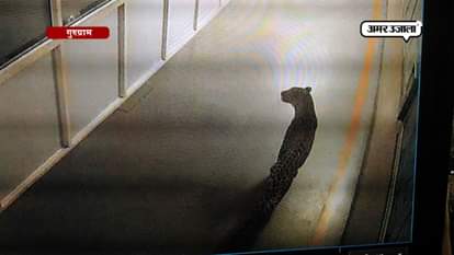 LEOPARD ENTERED IN MARUTI  SUZUKI PLANT IN GURUGRAM