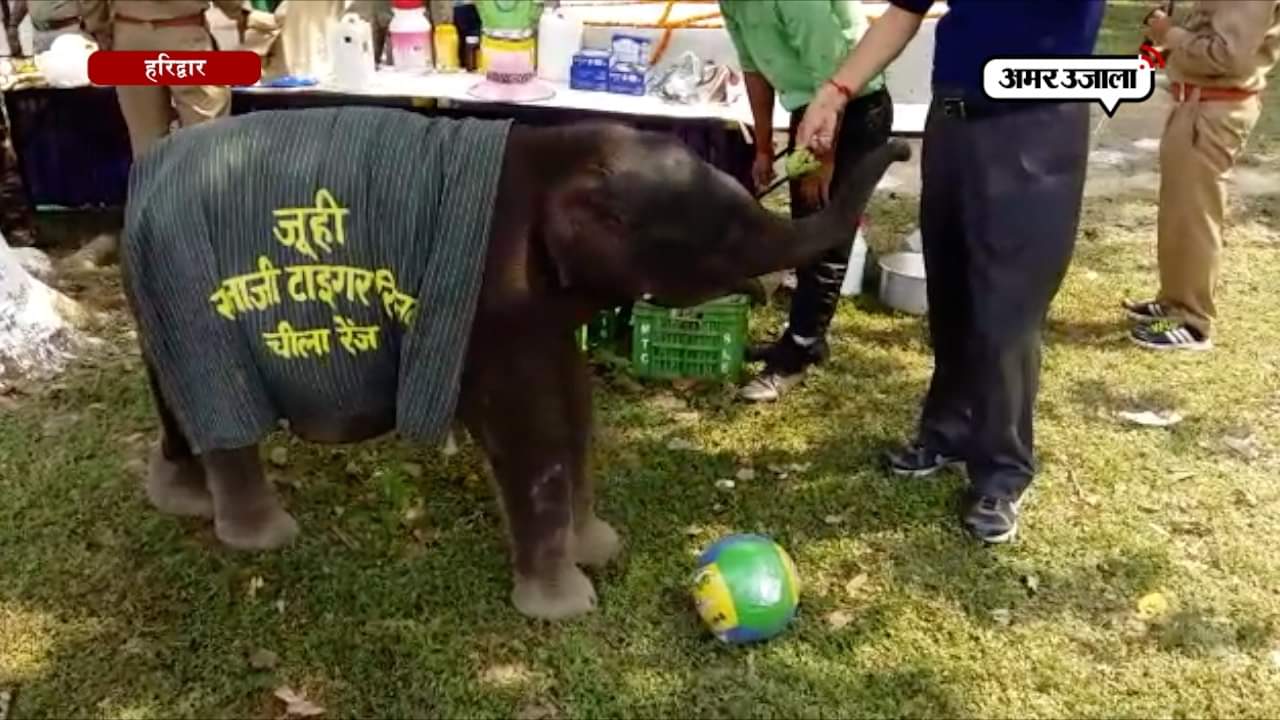 हरिद्वार, हाथी 