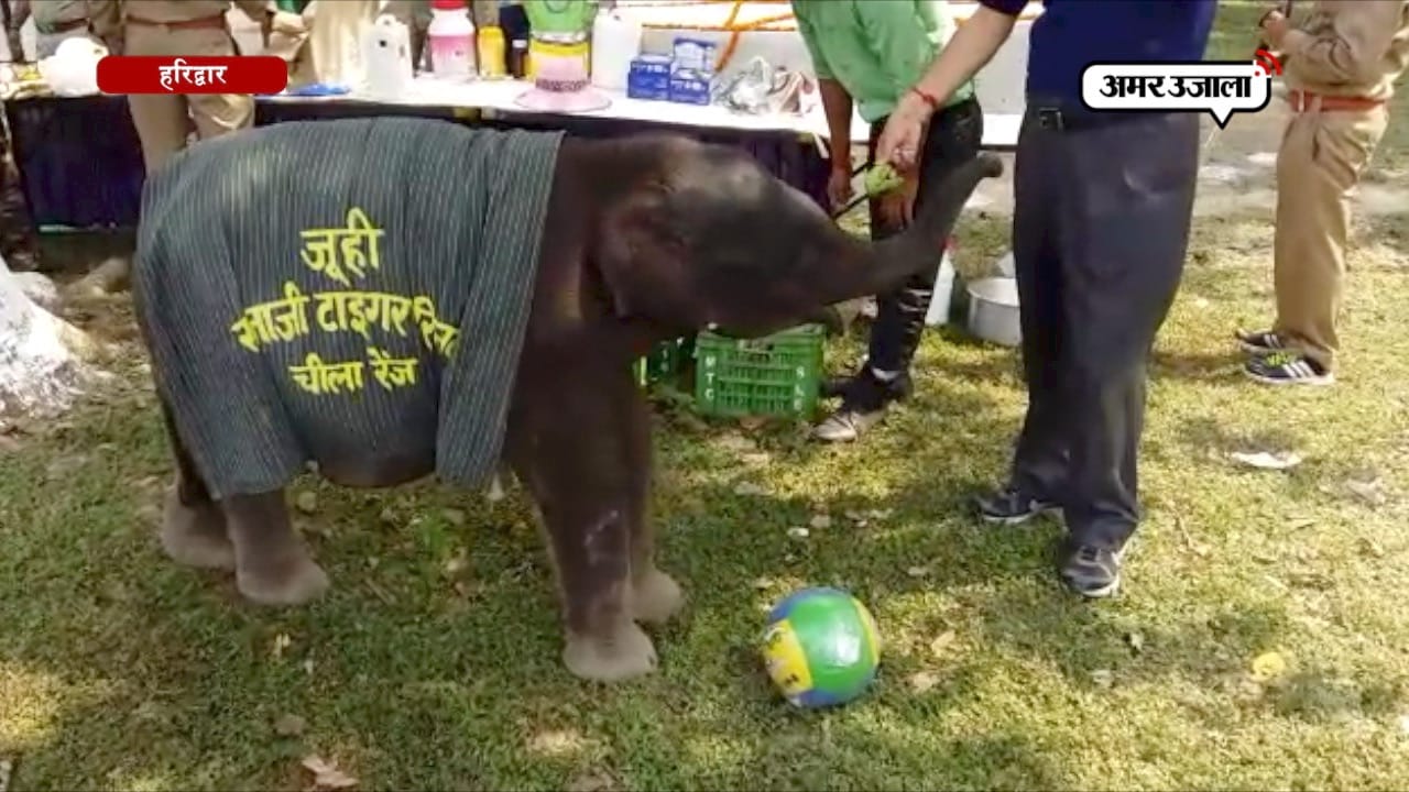 हरिद्वार, हाथी 