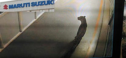 leopard entry in manesar plant causes 125 crore loss to maruti company in gurugram