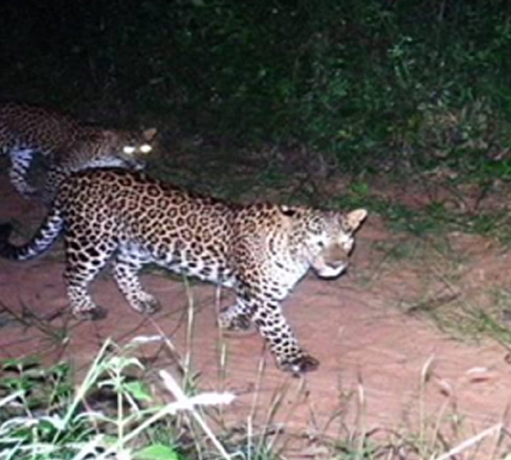 Leopard killed a man from haryana in rishikesh