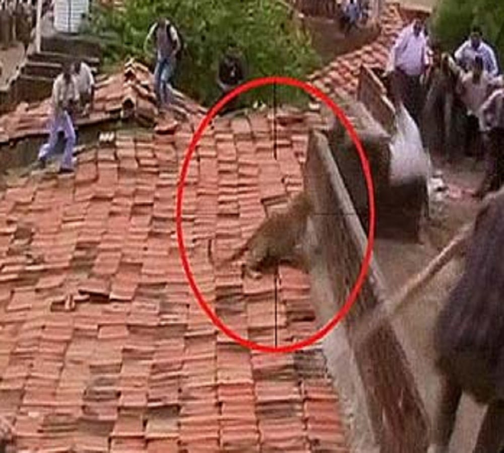 maternal grand mother saved four year old child from Leopard in Moradabad 