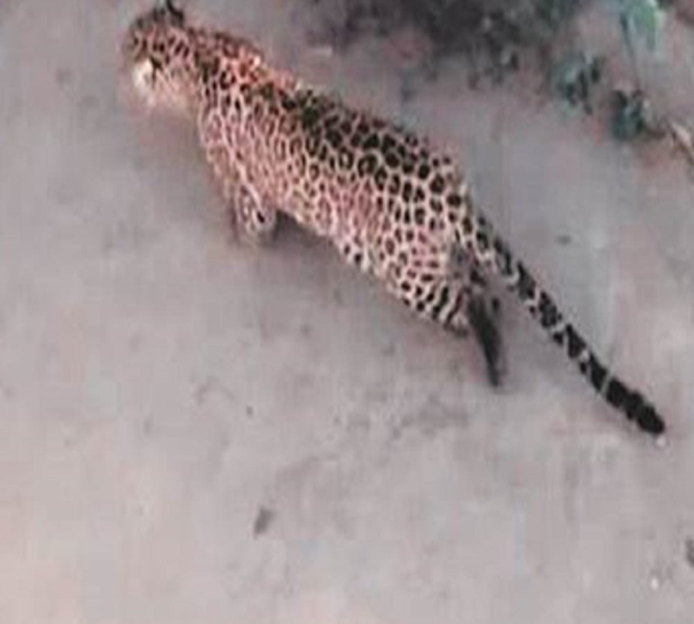 Leopard is looking in the village