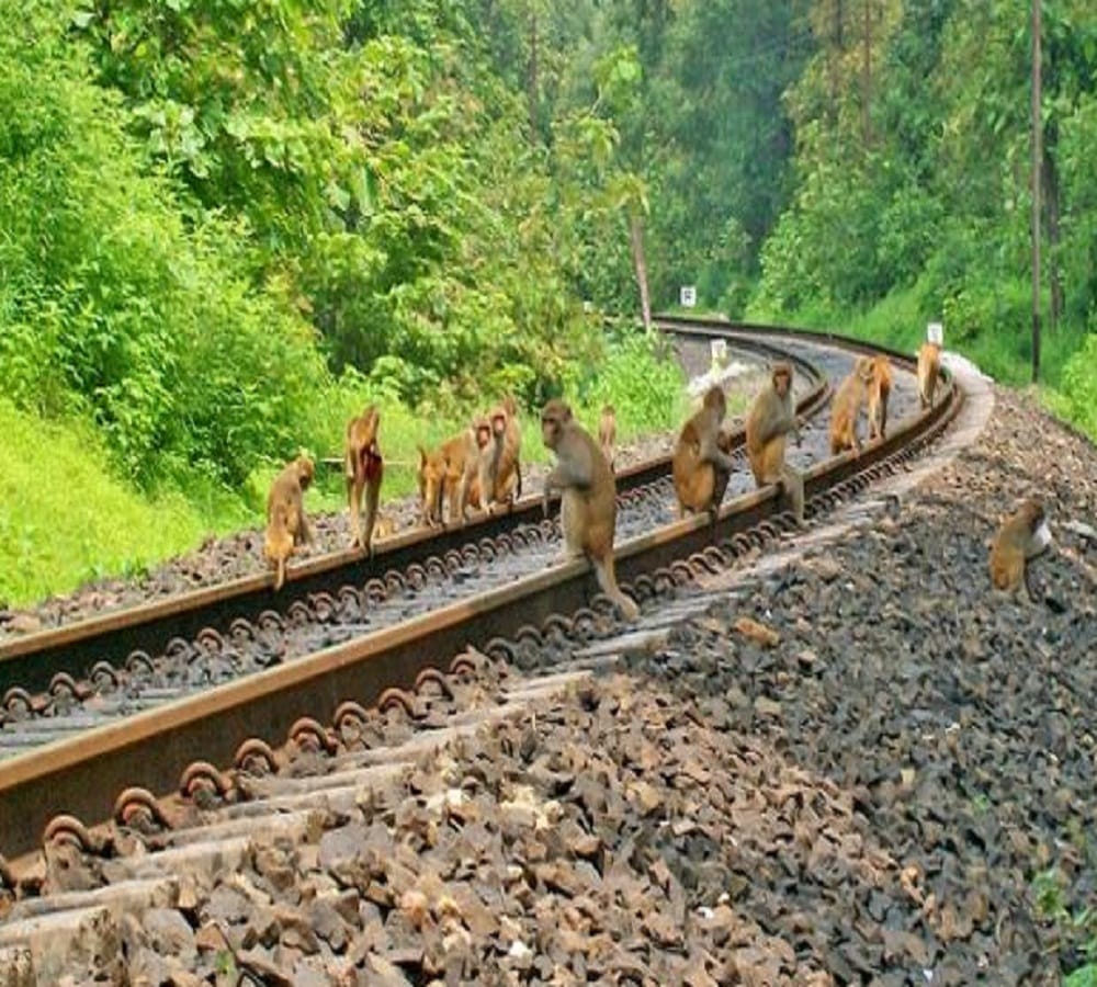 as to save their friend monkey jammed Delhi Howrah railway track 