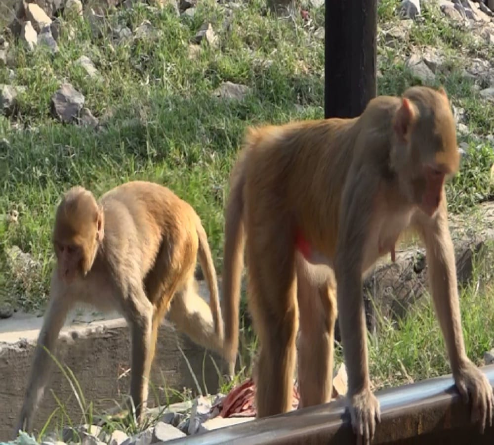 Monkey brain started working like humans 1.5 million years ago