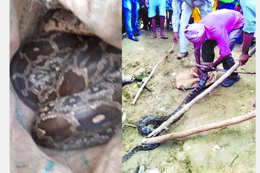 a python found in a home in sitapur.