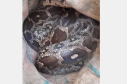 a python found in a home in sitapur.