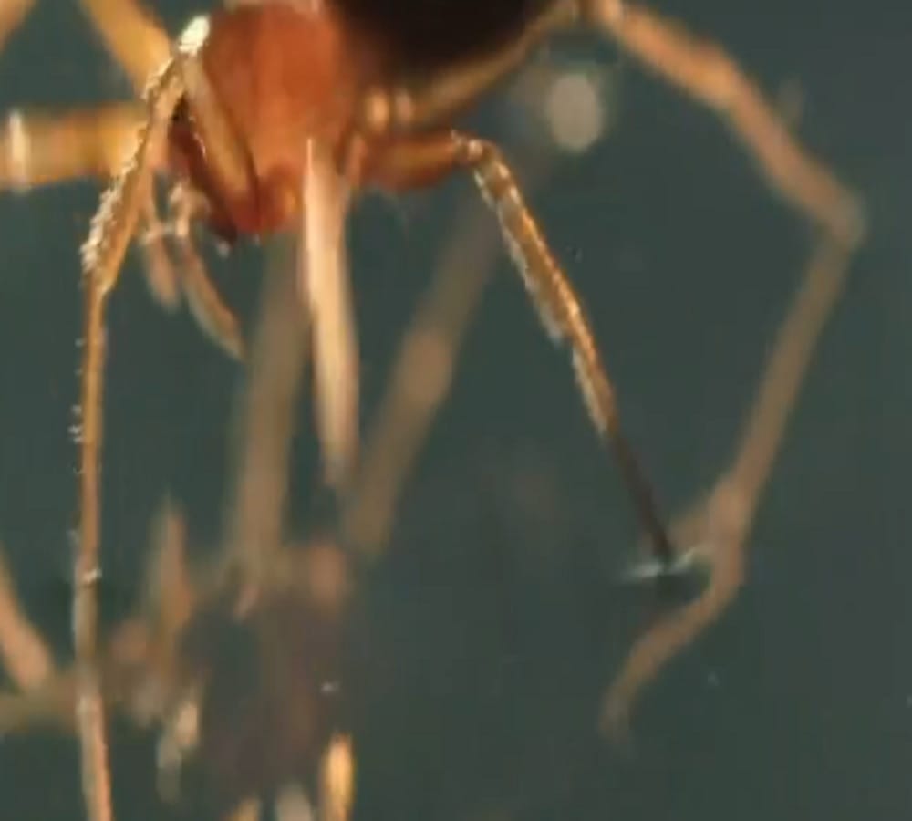 how to cure if insects bite in monsoon