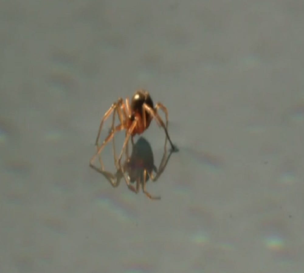 do you know this spider can easily swim 