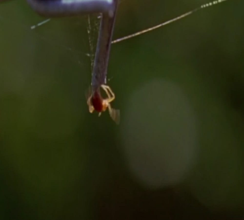 do you know this spider can easily swim 