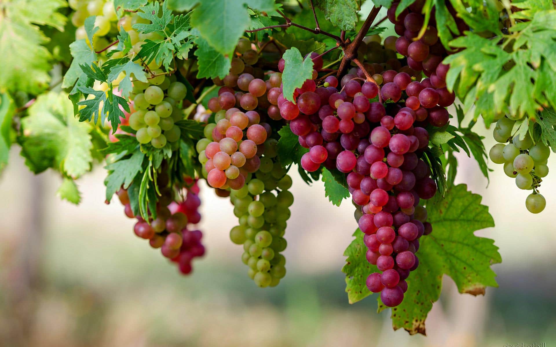 5 Winter Fruits To Cut Belly Fat and Weight Loss