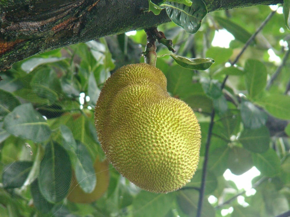 Know how Jack fruit can make your bones strong by leaving glowing effect on your skin 