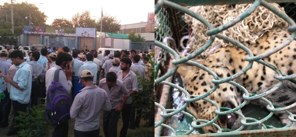  Leopard that entered Maruti Suzuki Manesar plant is captured by forest officials after 35 hours