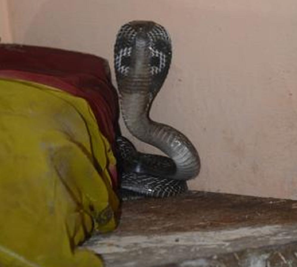 The poisonous snake cut to three innocent brother and sister, one child death 