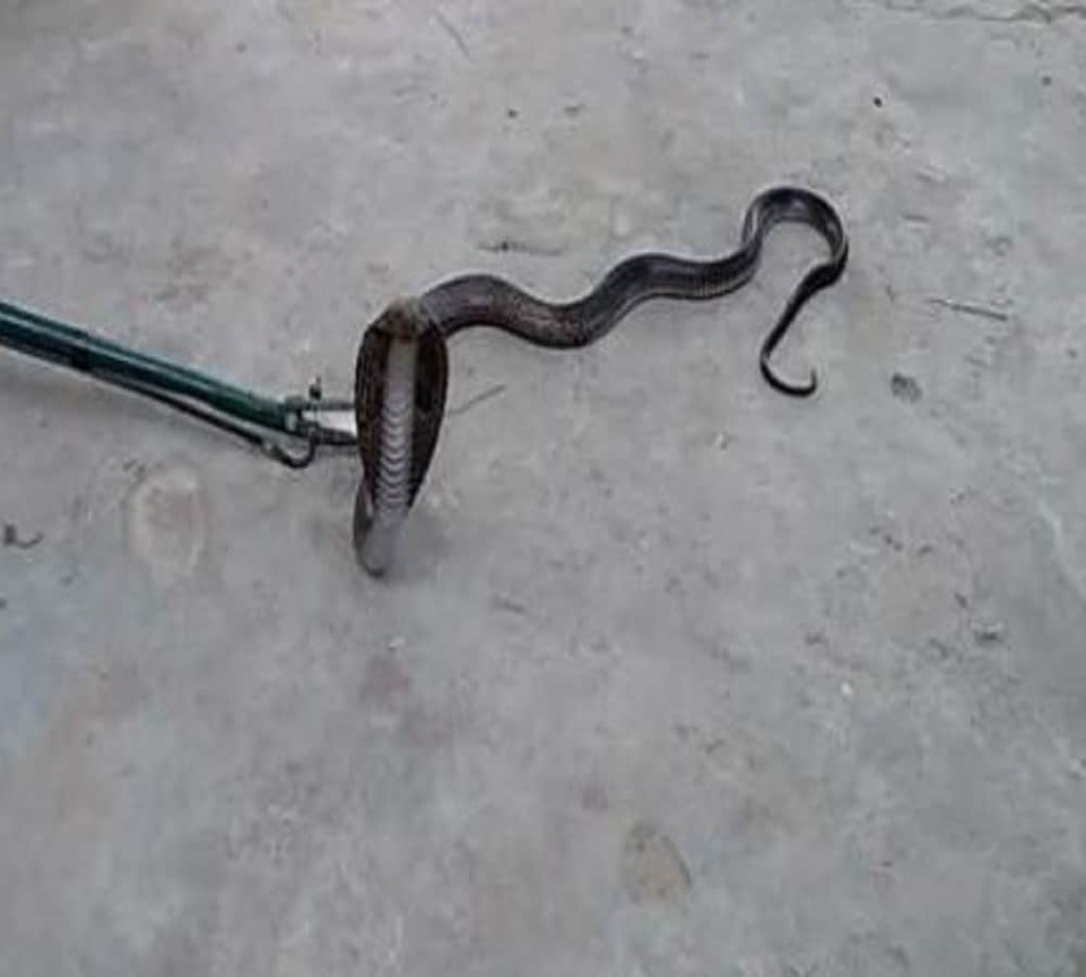 for save his owner cat fight with snake