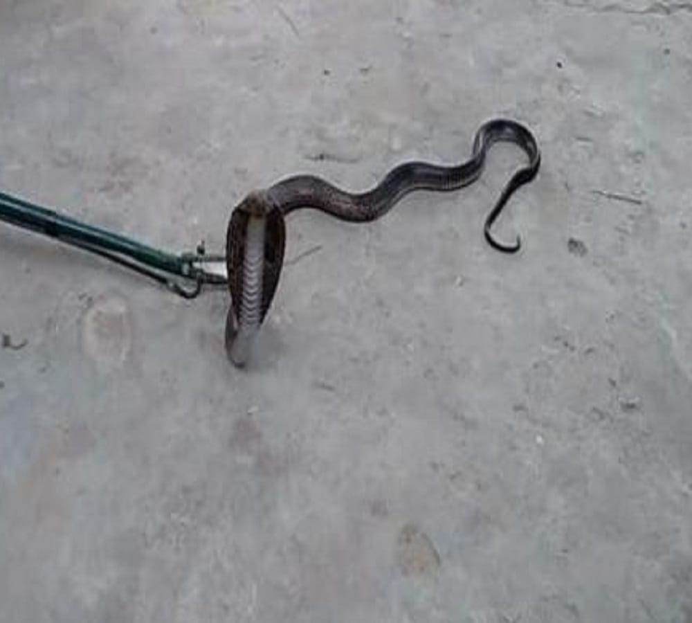 Nag Panchami 2022 Know These Myths And Facts About Snakes