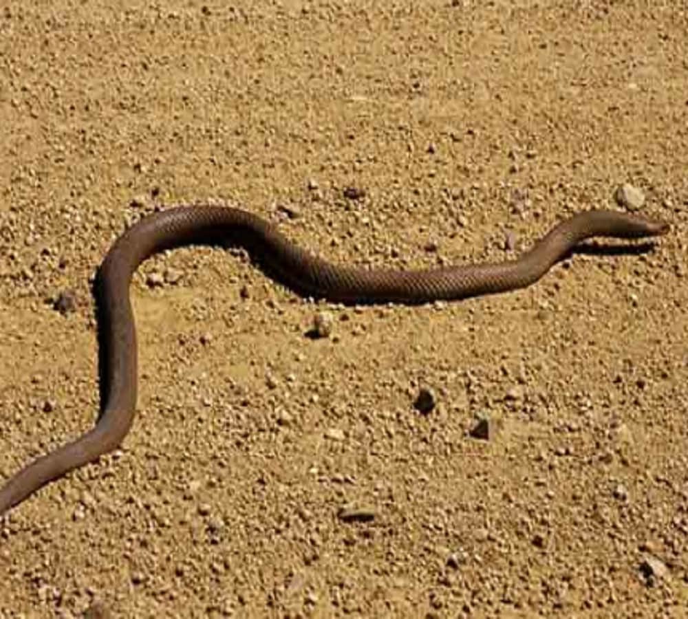 for save his owner cat fight with snake