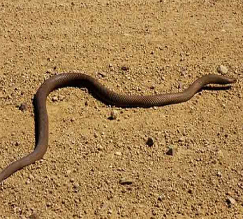 snake found during funeral in dehradun shamshan ghat