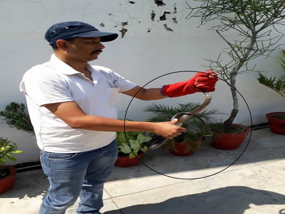 Most poisonous snake cobra found in flower pot