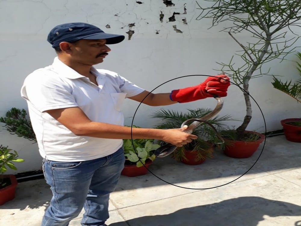Most poisonous snake cobra found in flower pot