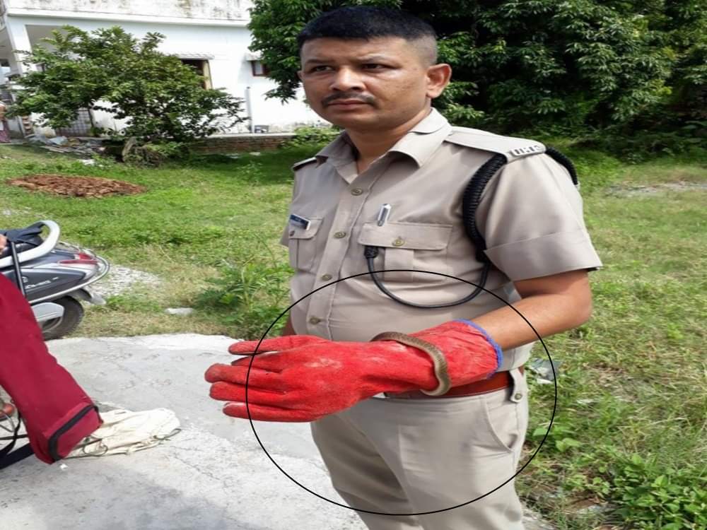 Most poisonous snake cobra found in flower pot