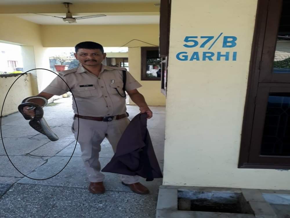 Most poisonous snake cobra found in flower pot