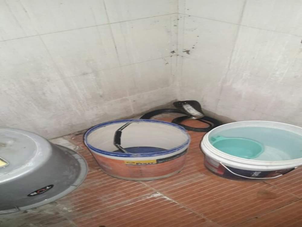 Most poisonous snake cobra found in flower pot