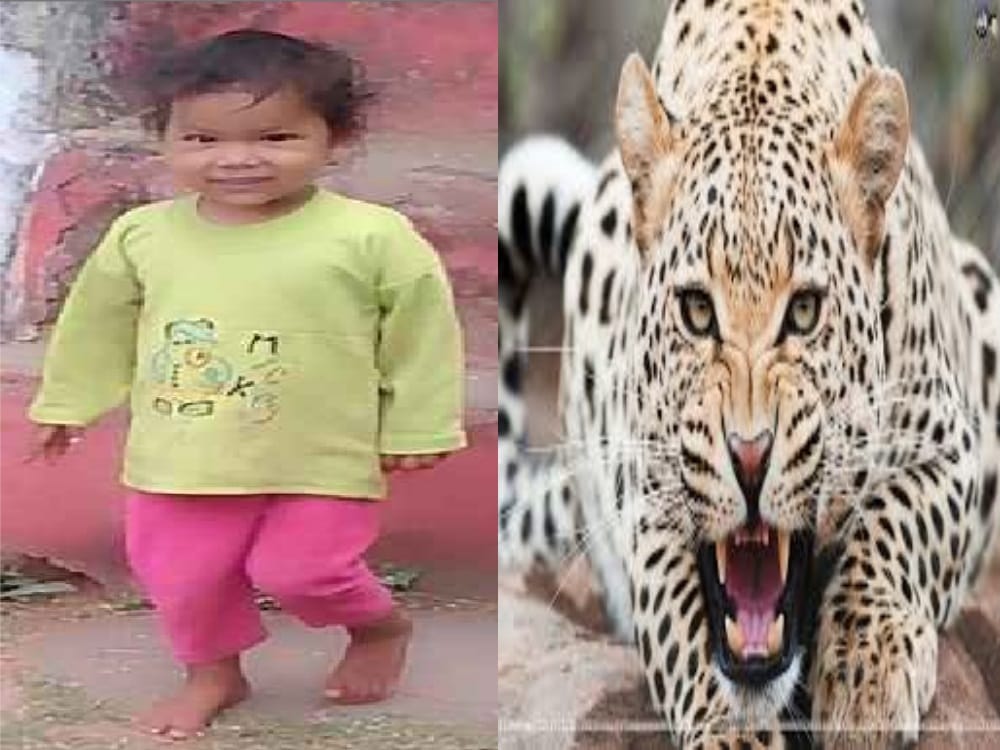 Leopard killed three years old girl in bageshwar