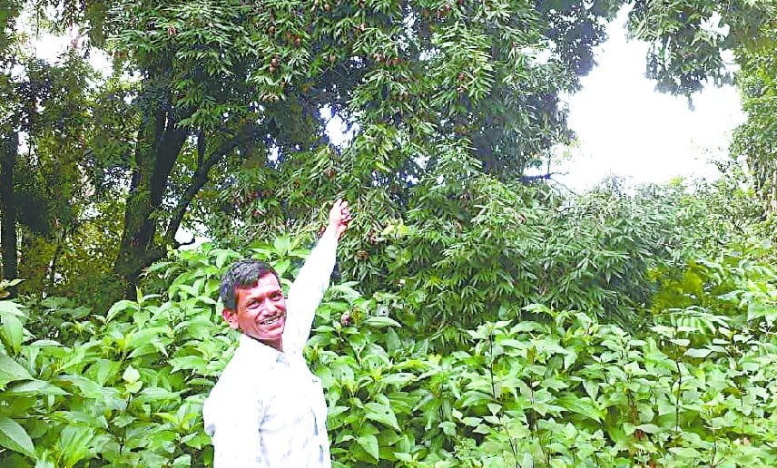 The dam's gift will go up to the prized herbs