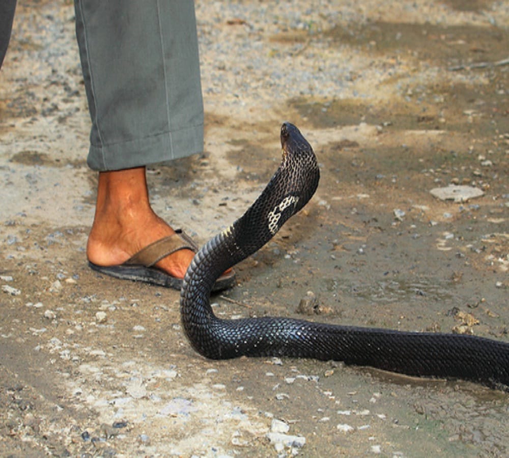 Dependents will not get financial help without post mortem on snake bite