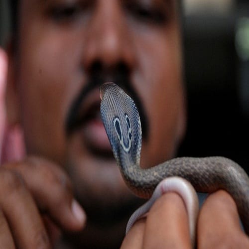 King Cobra bites this man since twenty five years but he is still alive 