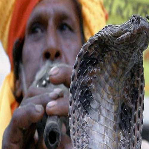 King Cobra bites this man since twenty five years but he is still alive 