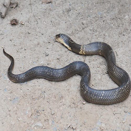 King Cobra bites this man since twenty five years but he is still alive 