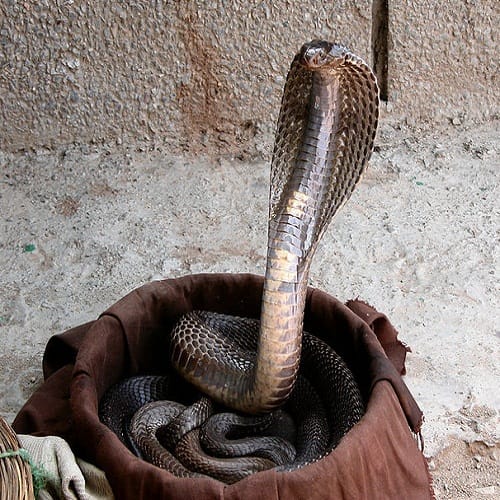 King Cobra bites this man since twenty five years but he is still alive 