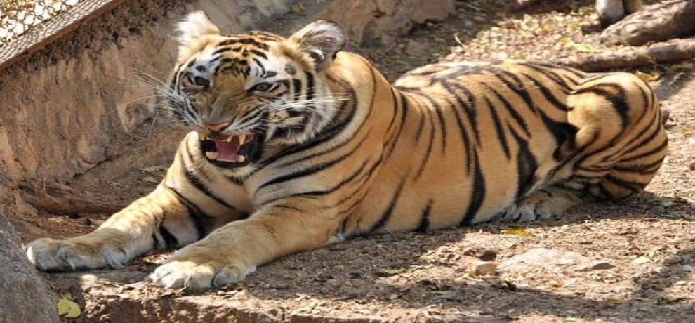 First tiger rescue center to be open in pilibhit.