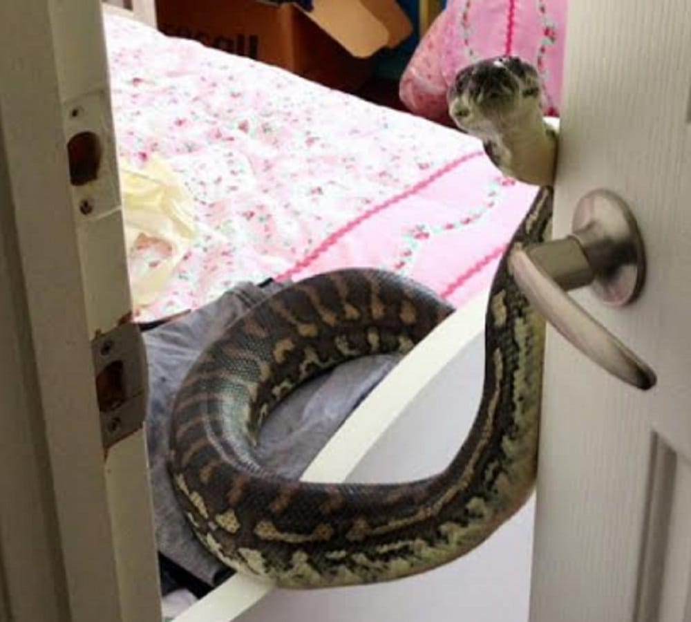 Australian woman is not aware that inside her home python hidden