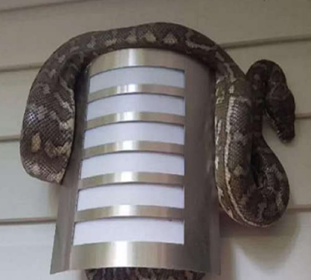 Australian woman is not aware that inside her home python hidden