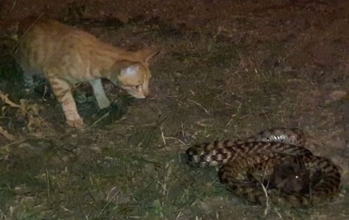 The cat saved the owner from danger and got a banquet