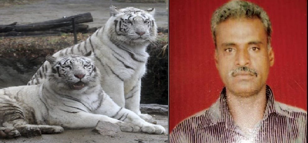  White Tigers dragged caretaker inside and attacked to death