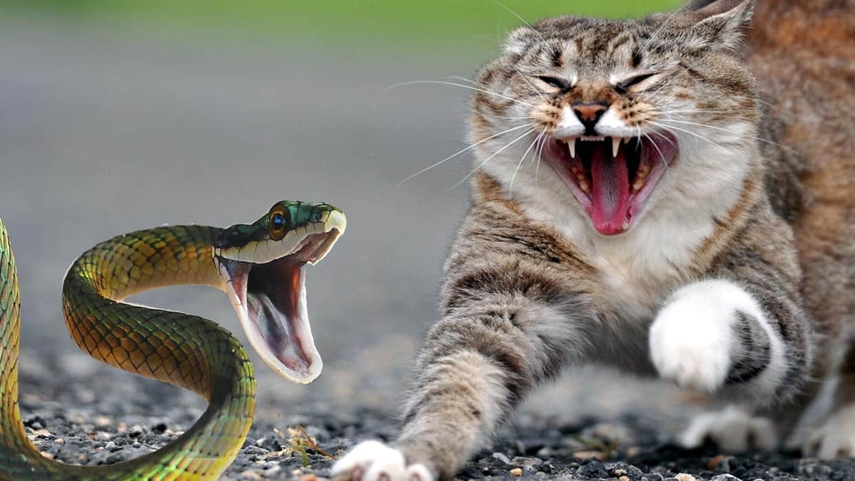 for save his owner cat fight with snake