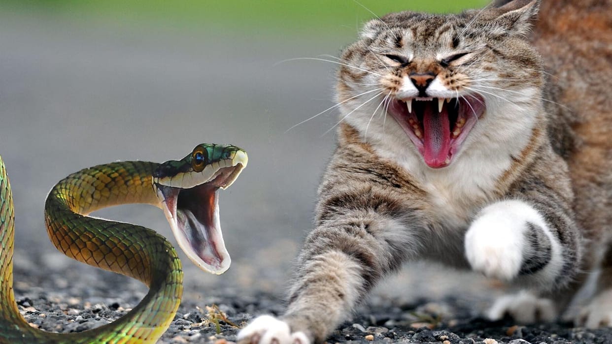 cat fight with snake for save his owner in nainital
