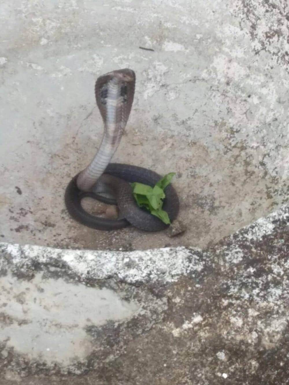 big king cobra hiding itself under the basket