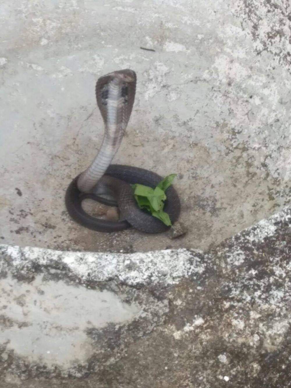 cobra rescue from house Veranda in dehradun