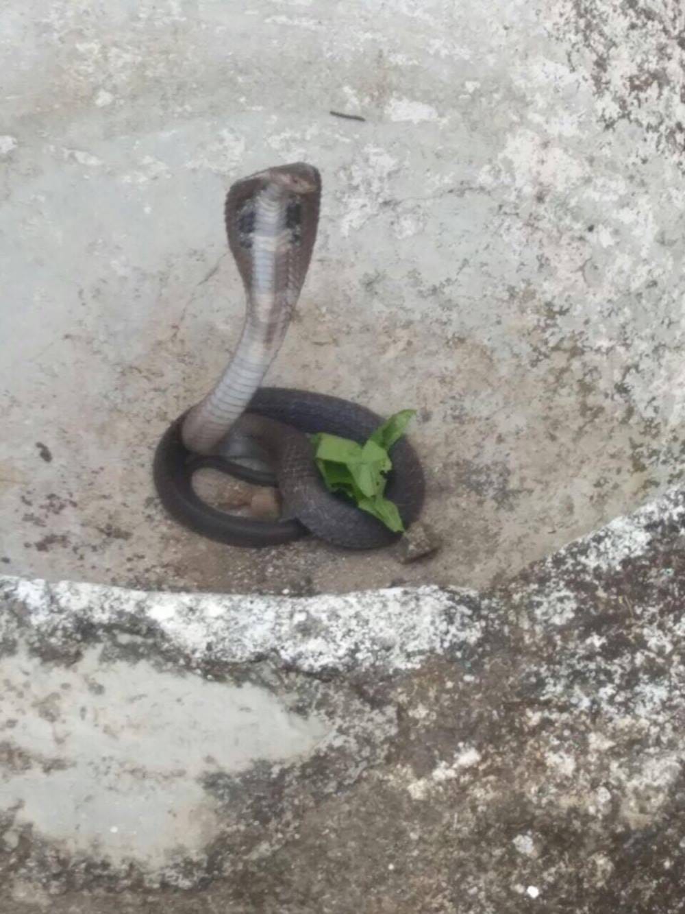cobra is sitting on the wall forest team caught