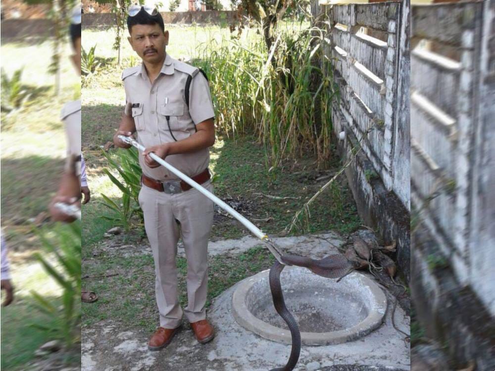 big king cobra hiding itself under the basket