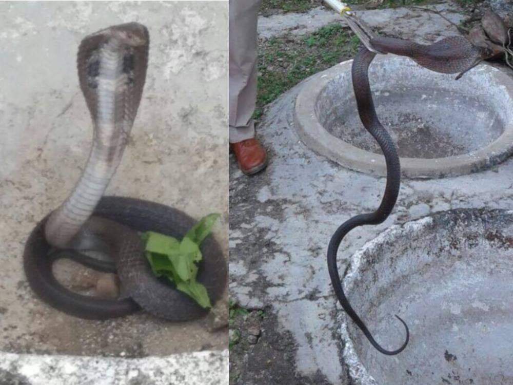 big king cobra hiding itself under the basket